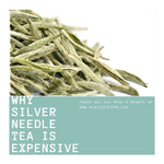 Why Silver Needle Tea Is Expensive
